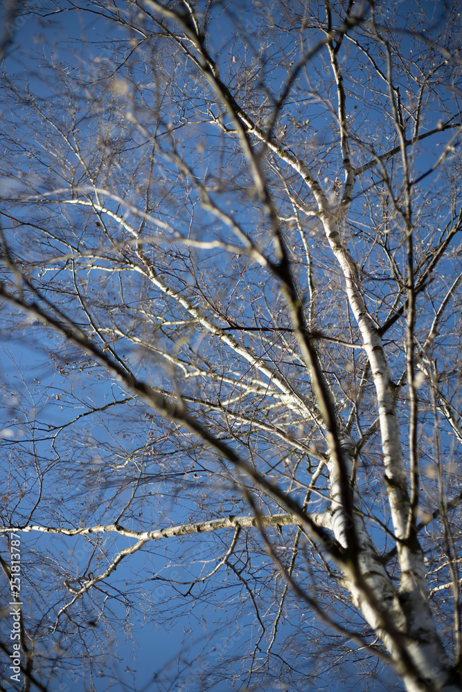 Birken Baum im winter mit blauen Himmel Birken Baum im winter mit blauen Himmel