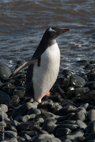  Gentoo Penguin  Antartica