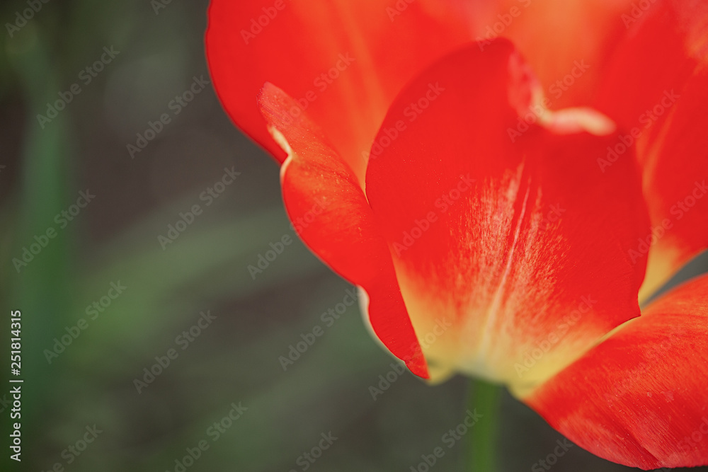 Tulpe Tulpe