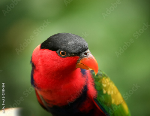 Black capped lory on tree branch