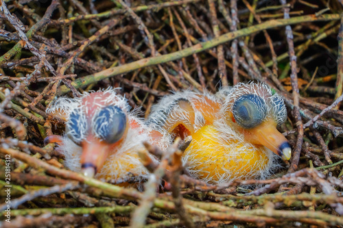 New hatch baby bird sleeping in nest in selective focus