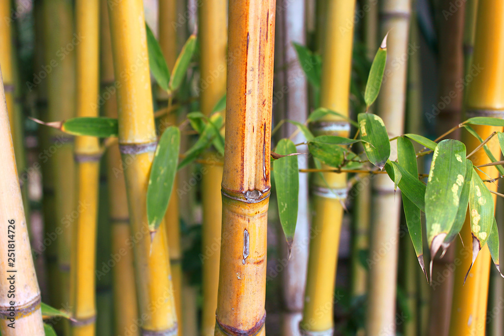 Obraz premium Closeup of bamboo thickets