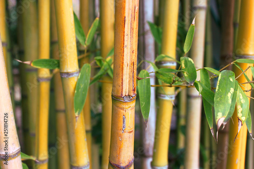 Closeup of bamboo thickets