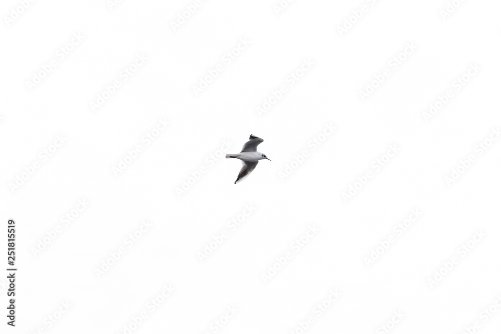 Flying bird on the white background. Beautiful seagull.