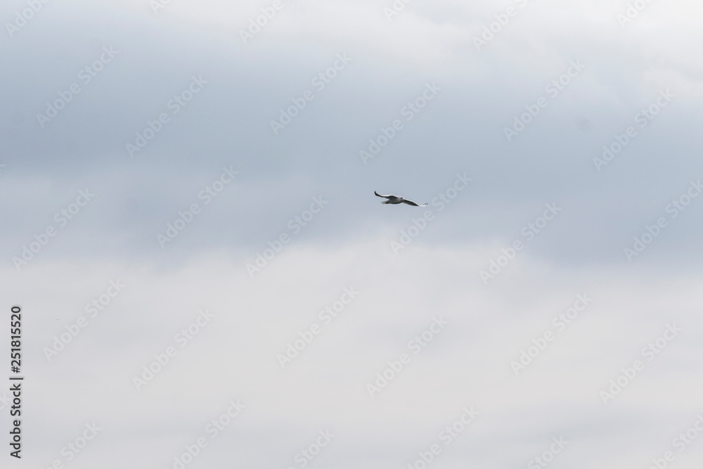 Flying bird in the sky. The white seagull. Flying bird in the sky. The white seagull.