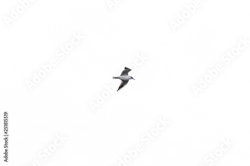 Flying bird on the white background. Beautiful seagull.