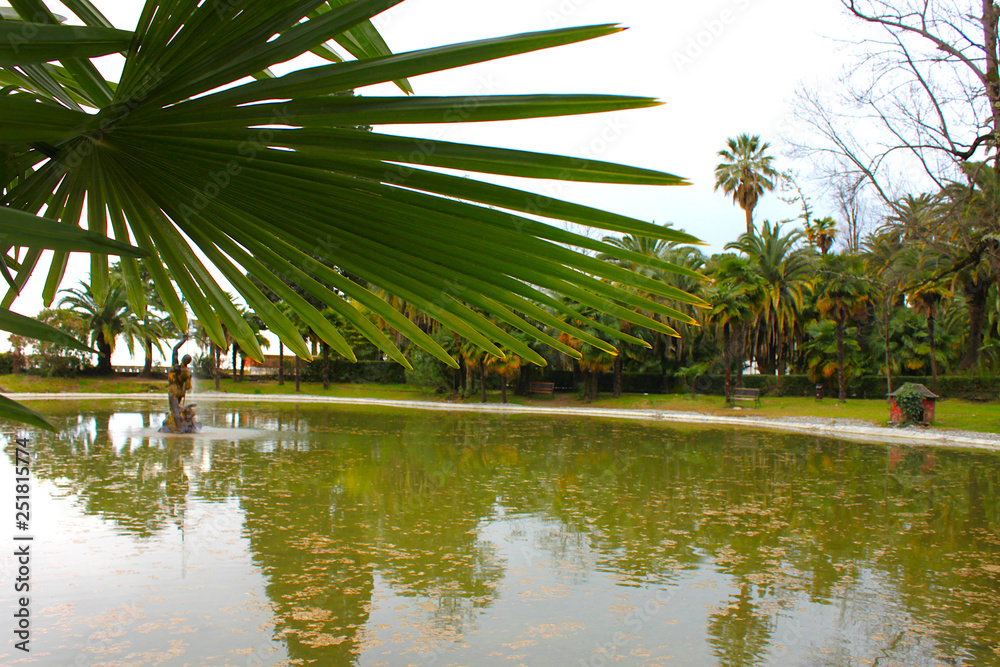 Obraz premium Palm leaf on the background of a tropical park, Gagra, Abkhazia