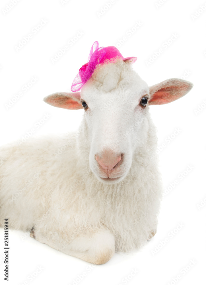 Fototapeta premium sheep sitting in a hat isolated