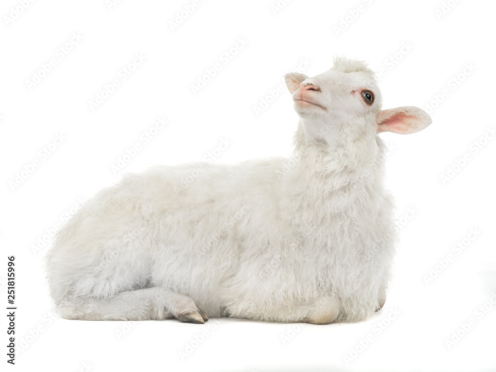 Obraz premium dreaming sheep isolated