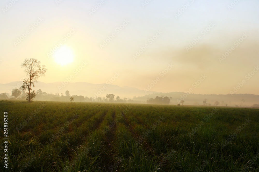 Warm sunlight on The hills in the fog. Morning landscape with cane farm