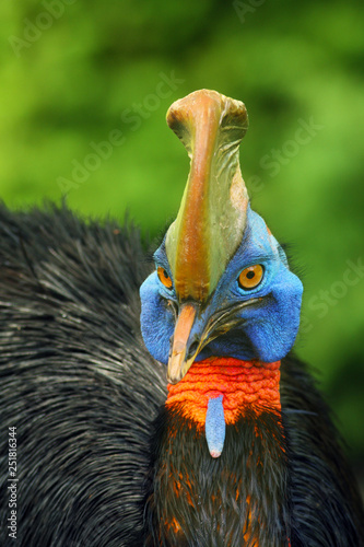 The southern cassowary (Casuarius casuarius), also known as double-wattled cassowary, Australian or two-wattled cassowary, portait with green background. Big casowary portait. photo