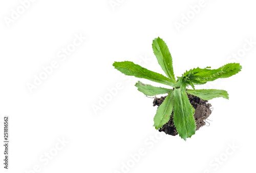  long coriander photo