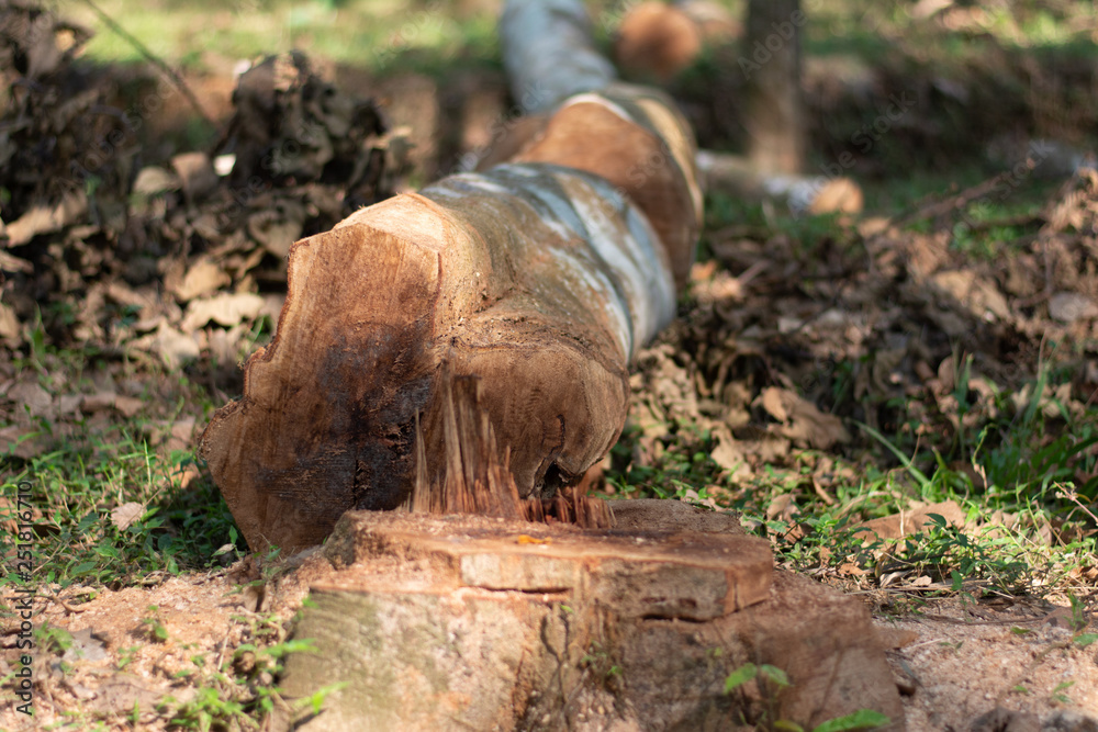 Fototapeta premium cutting down trees in the wild leading to reducing oxygen level and ecology environmental agriculture