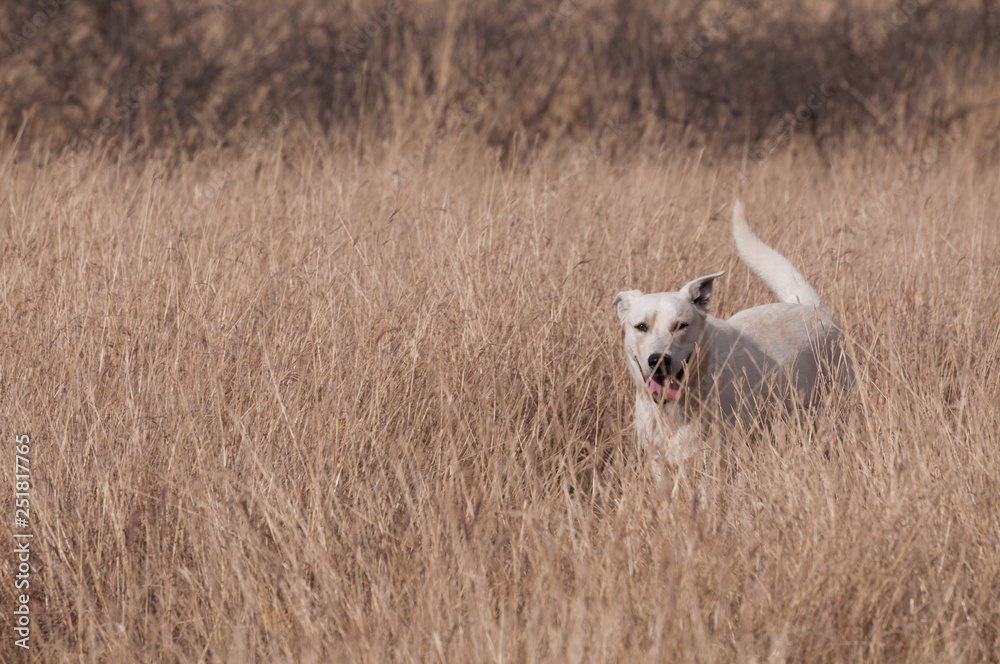 cute white dog hiding through tall grass