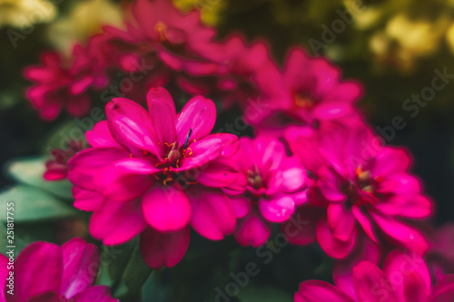 Pink zinnia in the garden