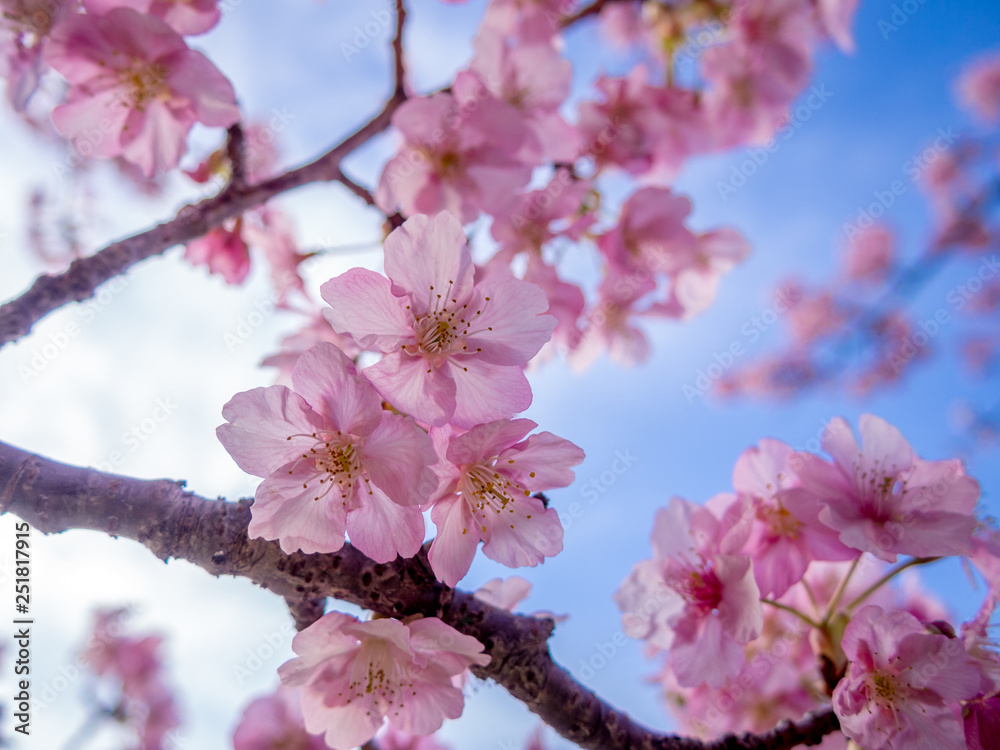 Obraz premium 【静岡県伊豆の国市】満開の桜【城山桜】