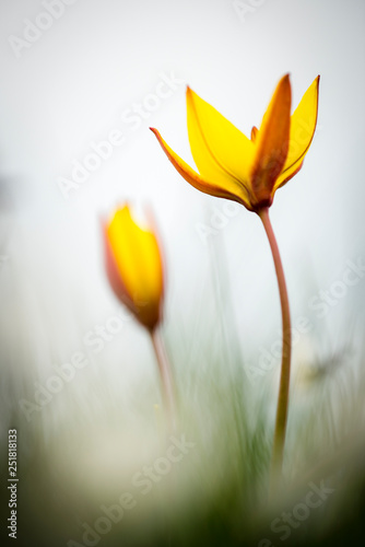 tulipa silvestris