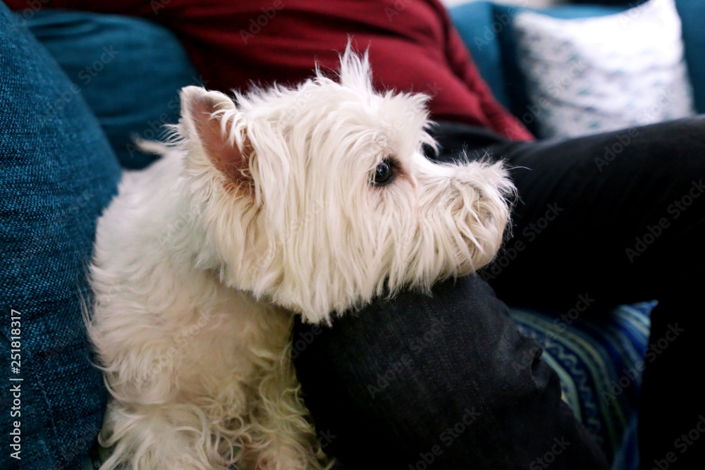 West Highland White Terrier dog enjoys company of his owner sitting on couch together and petting lovely dogs. Owner having fun with his pet concept. Pet owner with dog at home, laying on legs of man. West Highland White Terrier dog enjoys company of his owner sitting on couch together and petting lovely dogs. Owner having fun with his pet concept. Pet owner with dog at home, laying on legs of man.