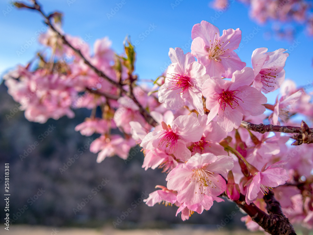 Obraz premium 【静岡県伊豆の国市】満開の桜【城山桜】