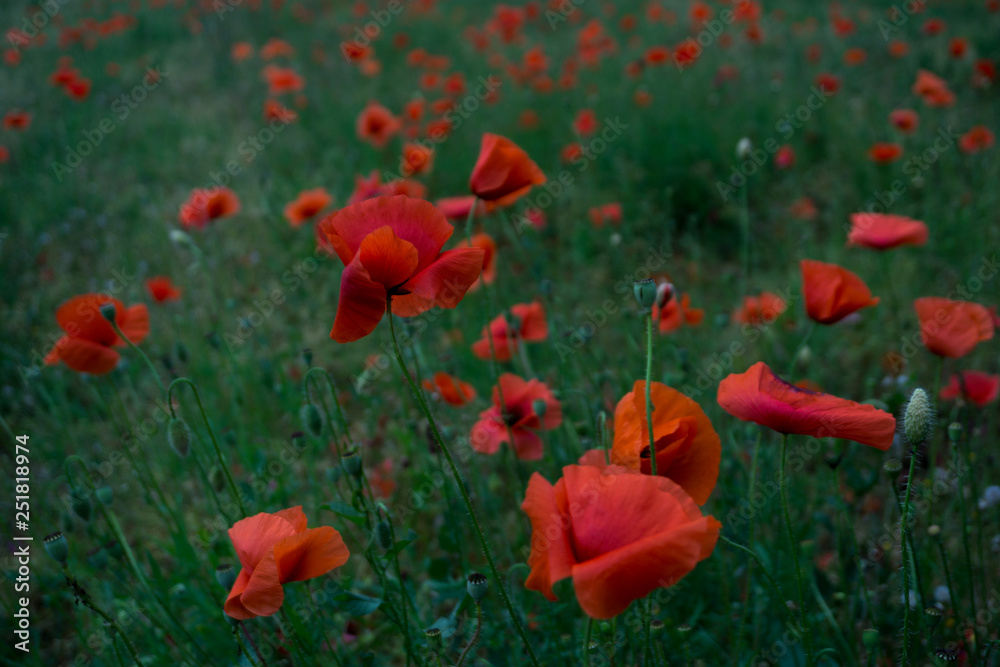 Obraz premium field of red poppies in a windy day