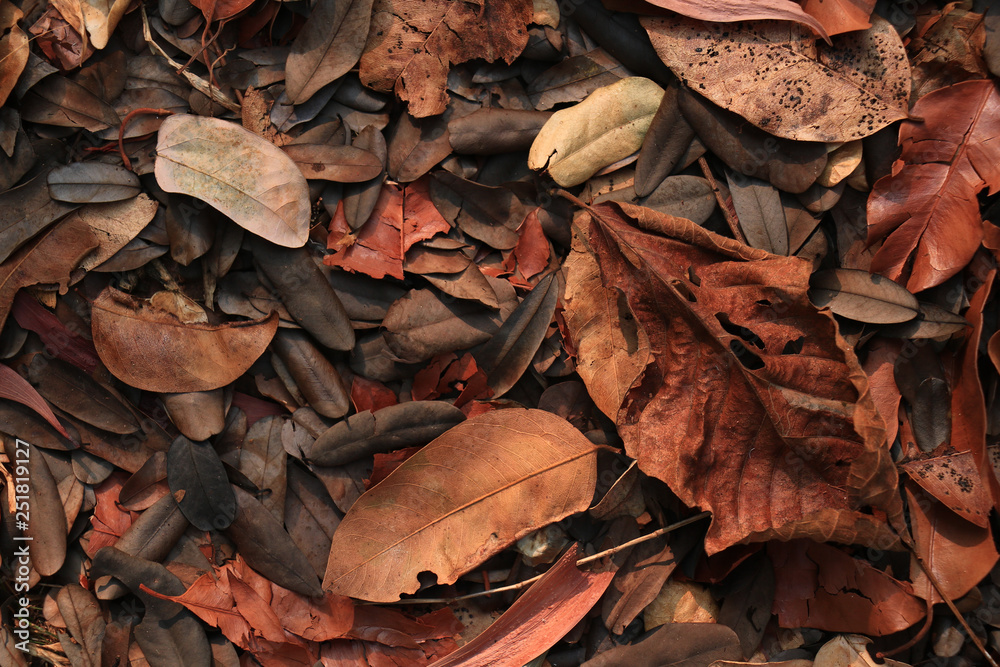 Dried leaves on floor Dried leaves on floor