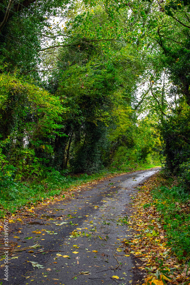 Naklejka premium Countryside lane in autumn, Cheshire UK