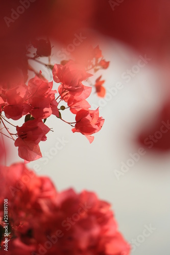 Blooming bougainvillea flower