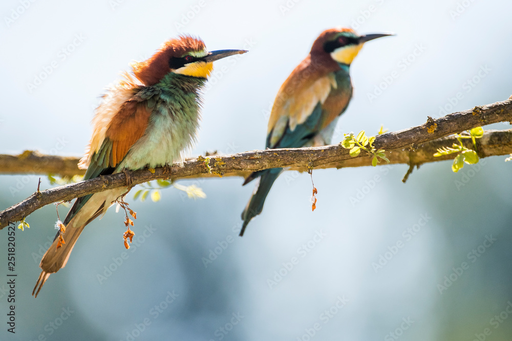 Fototapeta premium gruccione