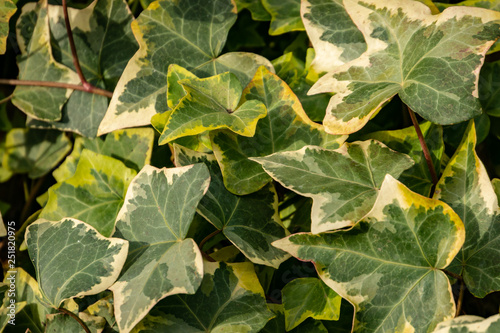 Close-up green ivy Hedera helix Goldchild carpet. Original texture of natural greenery. Background of elegant leaves. Nature concept for design.  Selective focus © MarinoDenisenko