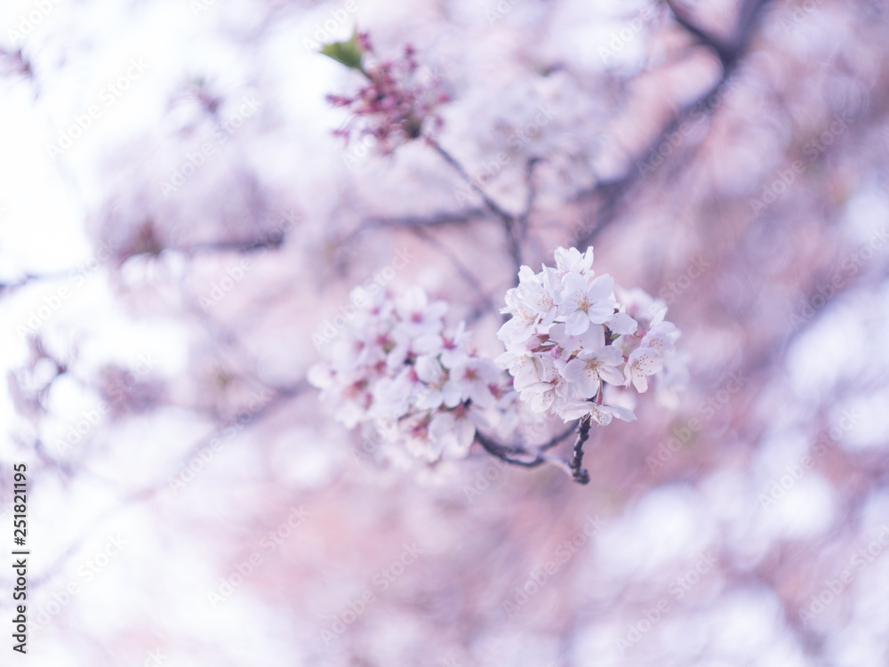 Obraz premium Cherry blossoms