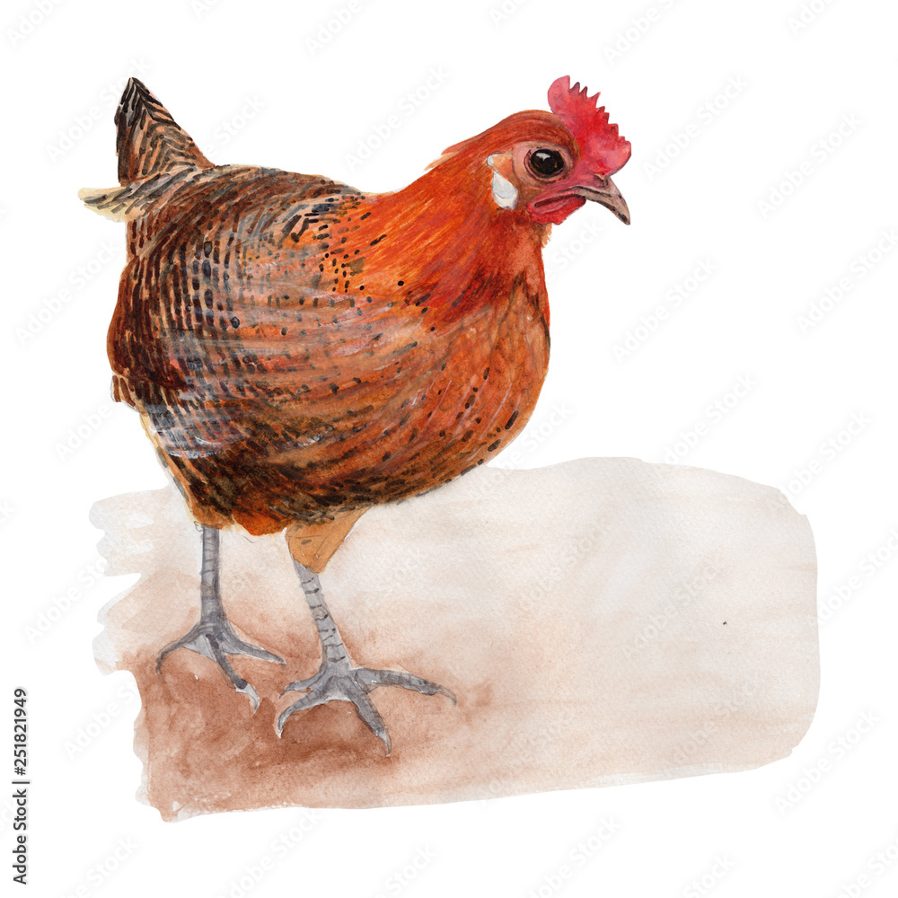 Chicken Watercolor painting isolated. Watercolor hand painted Chicken ...