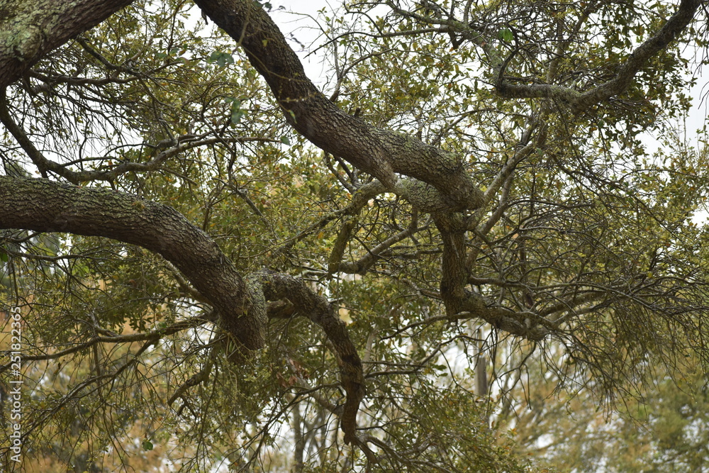 Fototapeta premium old oak tree