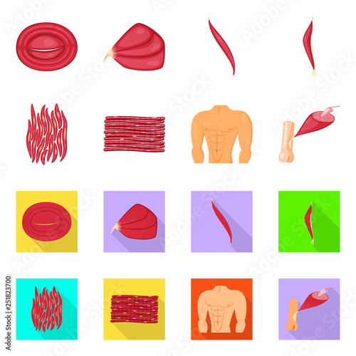 Isolated object of fiber and muscular logo. Set of fiber and body  stock symbol for web.