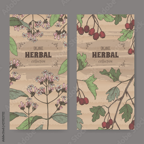 Two labels with Cinchona officinalis aka quinine or Jesuit bark and Crataegus monogyna aka common hawthorn color sketch.