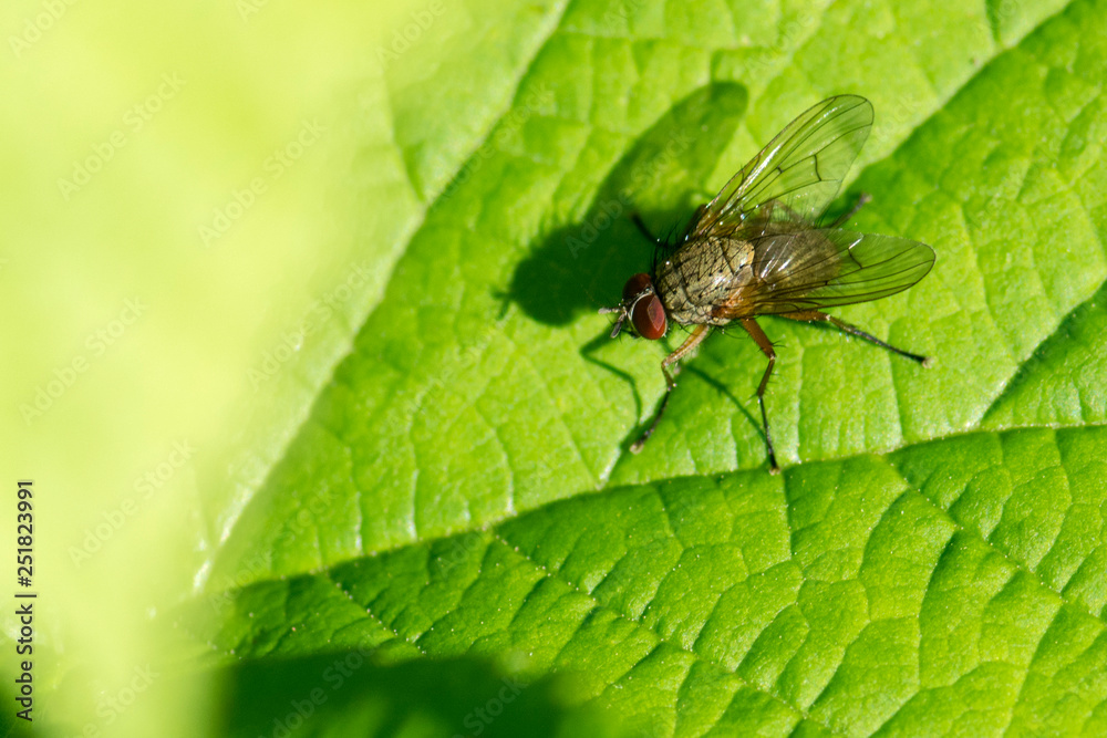 macro macro