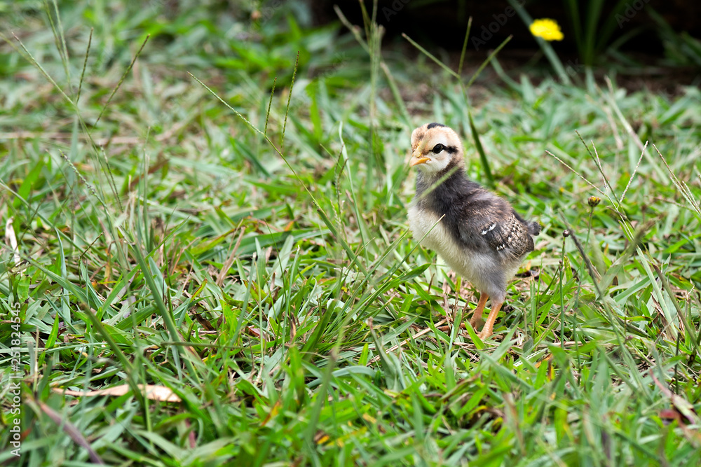 Wild baby chicken, Kauai, Hawaii