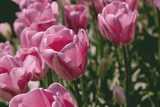 Pink tulips close up