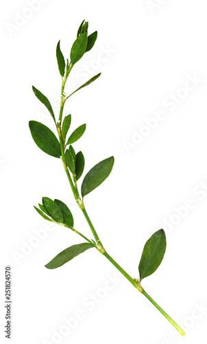 Closeup of green grass with...