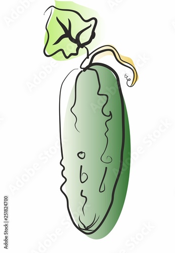 illustration of cucumber 