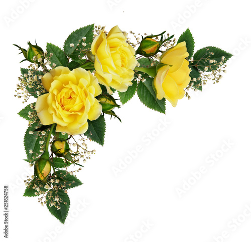 Yellow rose flowers in a co...