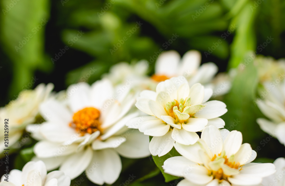 Close up white flower, Zinnia
