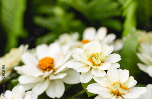 Close up white flower  Zinnia