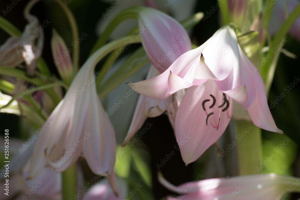 Flor de azucena foto de Stock | Adobe Stock