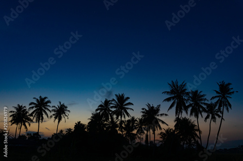 silhouette of coconut trees during sunrise