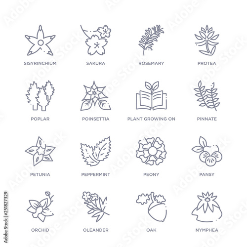 set of 16 thin linear icons such as nymphea, oak, oleander, orchid, pansy, peony, peppermint from nature collection on white background, outline sign icons or symbols