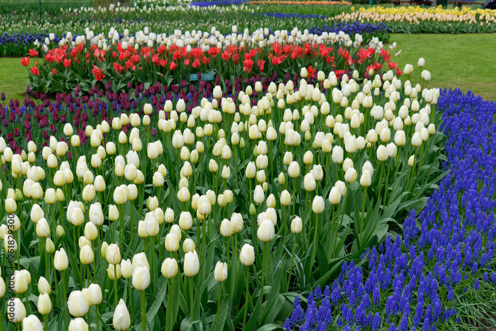 Fototapeta premium Blooming tulips in Keukenhof park in Netherlands, Europe