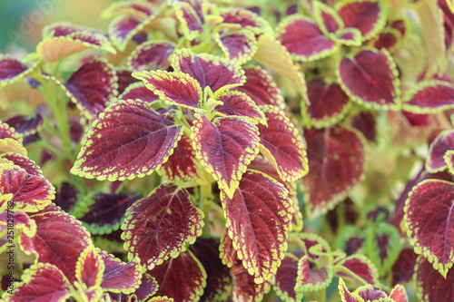 coleus plant
