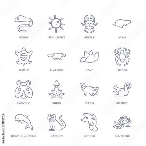 set of 16 thin linear icons such as centipede, zander, baboon, dolphin jumping, squirrel, lemur, squid from animals collection on white background, outline sign icons or symbols