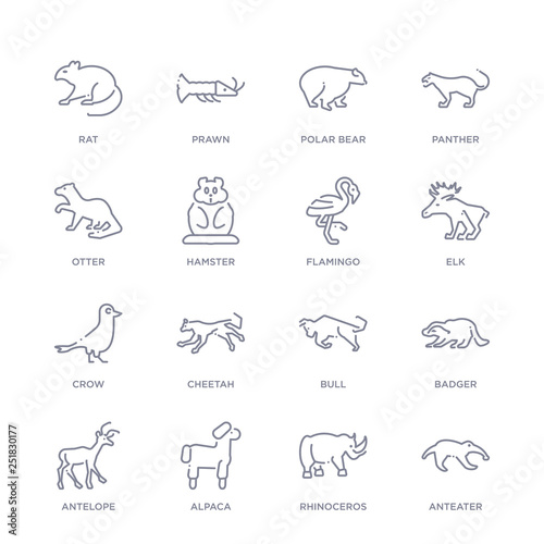 set of 16 thin linear icons such as anteater, rhinoceros, alpaca, antelope, badger, bull, cheetah from animals collection on white background, outline sign icons or symbols
