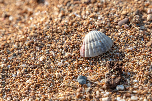 Sea shell lying on small pebbles on the sea beach